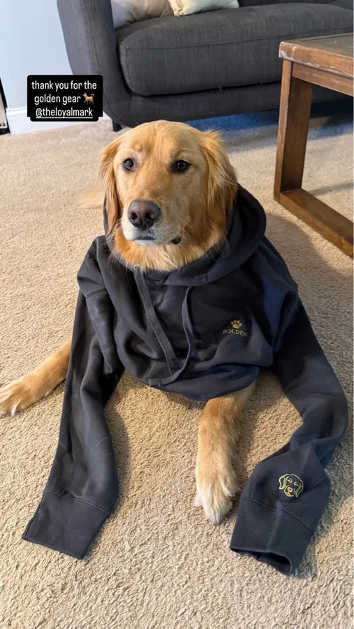 Customer Golden Retriever in navy hoodie